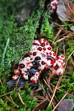 Hydnellum Peckii