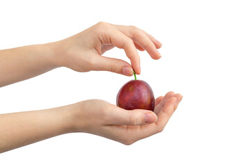 Hands with plum, deep red plum isolated on a white background photo