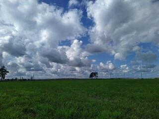 lush and white clouds on a blue sky over a green field during the daytime.