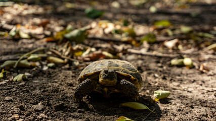 turtle on the ground