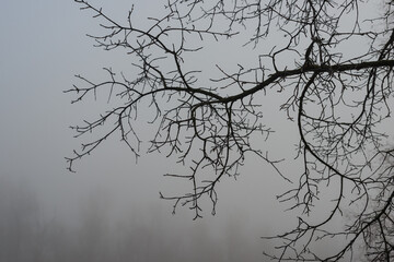 Tree branches in the fog over the river.