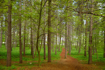 Obraz premium pine trees growing in the forest