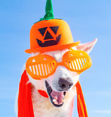 dog with halloween costume