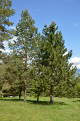 Fototapeta na wymiar pine trees landscape in the spring