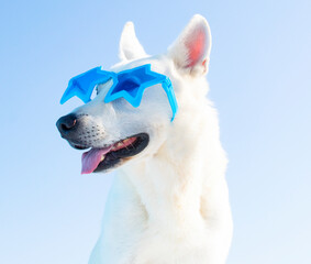 happy dog with sunglasses