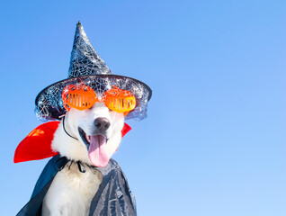 dog with halloween costume