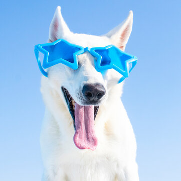 happy dog with sunglasses