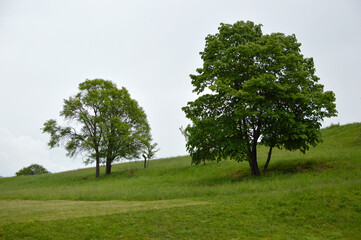 trees growing on the green spring meadow with blue sky in the background