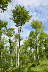 Fototapeta premium green forest in the spring 