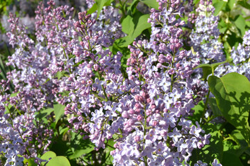 Beautiful detail of pruple flower garden