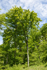 green forest in the spring 