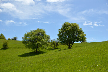 trees growing on the green spring meadow with blue sky in the background