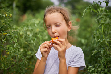 Little kid girl eating and enjoying of delicious harvest of organic red tomatoes