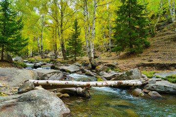Obraz premium There are many rocks in the river and green trees fallen across the river.