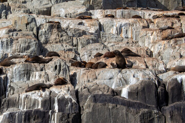 Seals lazing on rocks