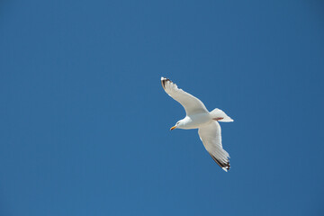 seagull gliding through the blue sky