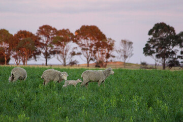 Fototapeta premium Ewe and lamb in a pasture crop