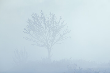 Fototapeta na wymiar Completely frozen lonely tree standing in extremely thick fog caused by sea smoke in extremely cold winter conditions in Suomenlinna fortress island in Helsinki, Finland.