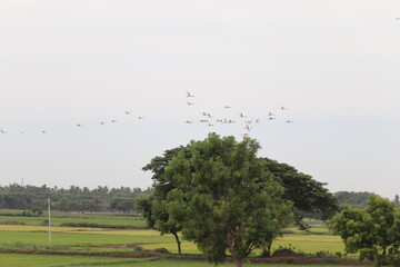  Attractive  trees in the countryside with  Flying Birds 