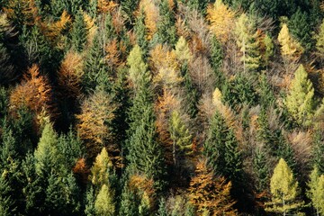 Herbst im Westerwald