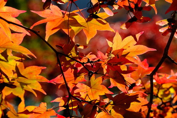 紅葉