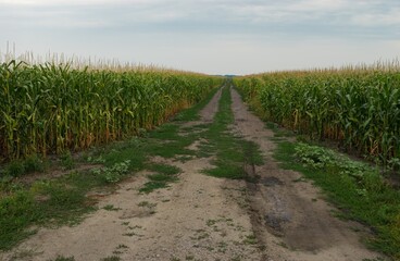 Fototapeta na wymiar Smmer landscape with empty back road through maize field in Poltavskaya oblast, Ukraine