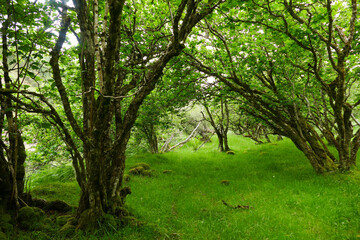 trees in the forest