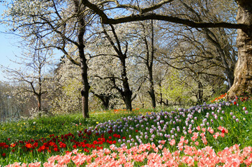 a lush spring meadow full of colourful tulips on the Flower Island of Mainau in Germany