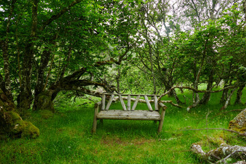 Fototapeta na wymiar wooden bench in the park