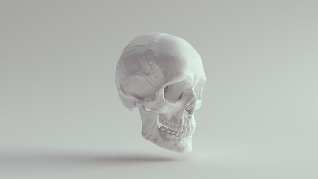 White Skull Female Head Jaw Skeleton Halloween Bone Death Dead Anatomy Horror Medicine 3d illustration render	