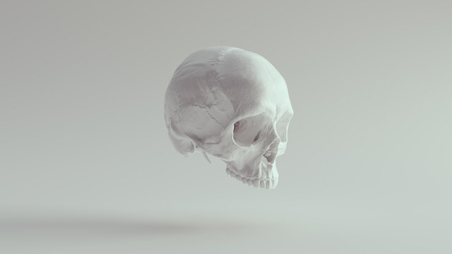 White Skull Female Head Skeleton Halloween Bone Death Dead Anatomy Horror Medicine 3d illustration render	
