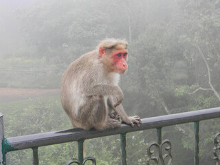 japanese macaque sitting on railing