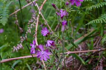 flower in the garden