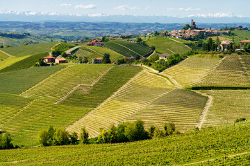 Fototapeta na wymiar Vineyards of Langhe, Piedmont, Italy near Alba at May