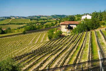 Vineyards of Langhe, Piedmont, Italy near Alba at May