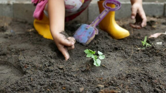 Close up of child hand planting a seedling in the backyard. Child growing vegetables in the kitchen garden.