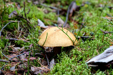 A young mushroom, boletus (lat. Bolétus edúlis),  Forest mushrooms in the autumn forest