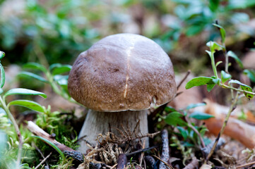 A young mushroom, boletus (lat. Bolétus edúlis),  Forest mushrooms in the autumn forest