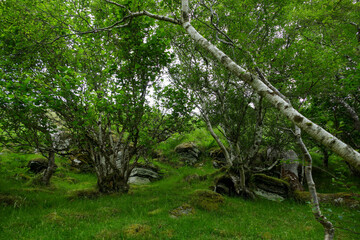 trees in the forest
