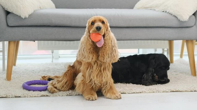 Couple of cocker spaniel dogs biting toys while playing on floor in light room