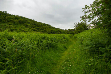 grass and blue sky