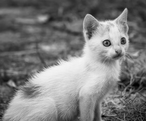 Portrait of a small white cat