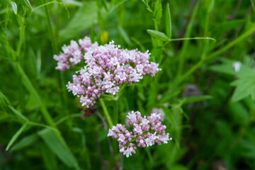 bee on lavender