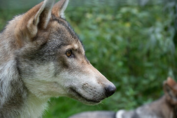 Fototapeta premium Side Wolf CloseUp
