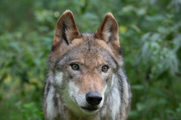Wolf Face Close Up

