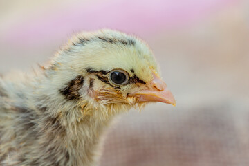chick portrait, yellow chicken with black stripes and with eyeliner, farming