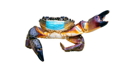 Doctor crab. Mask dressed on a crab. Closeup of the stone crab Eriphia verrucosa in a medical mask isolated on white background. Concept of protection against coronavirus covid19 during sea travel.