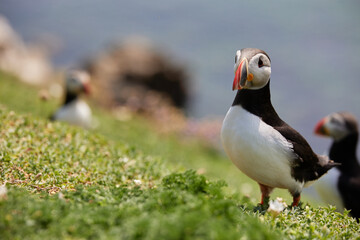 puffin standing on a rock cliff . fratercula arctica