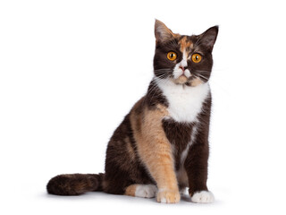 Pretty chocolate tortie with white British Shorthair cat, sitting facing front. Looking towards camera with bright orange eyes. Isolated on a white background.