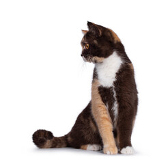 Pretty chocolate tortie with white British Shorthair cat, sitting facing front. Looking sideways away camera with bright orange eyes. Isolated on a white background.